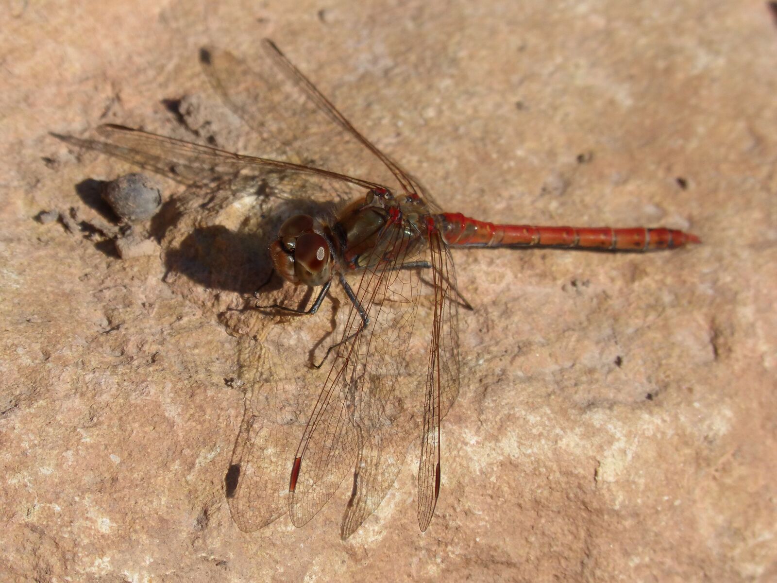 Panasonic DMC-FZ62 sample photo. Dragonfly, red dragonfly, rock photography