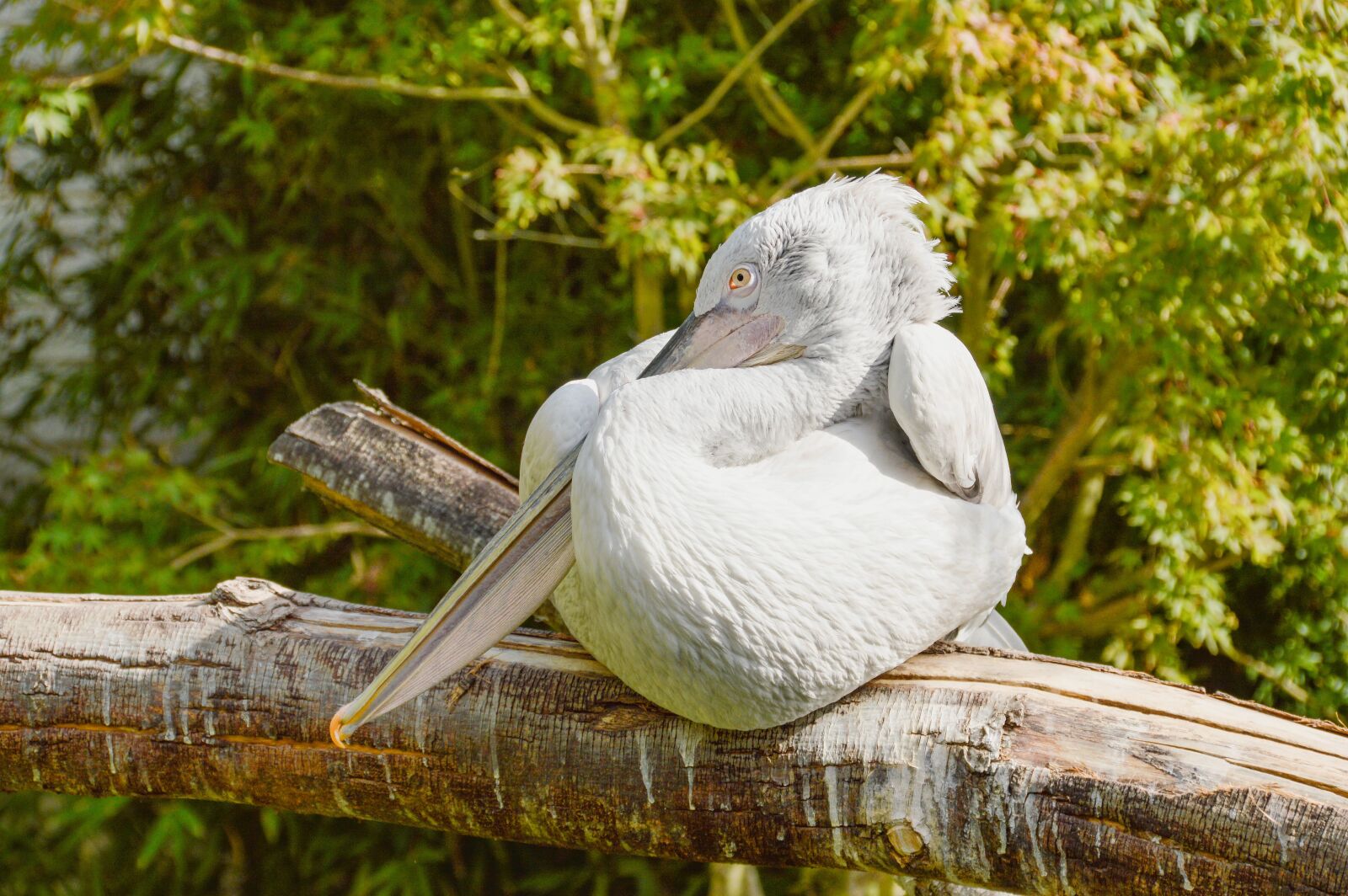Nikon D3200 sample photo. Pelican, animal, bird photography