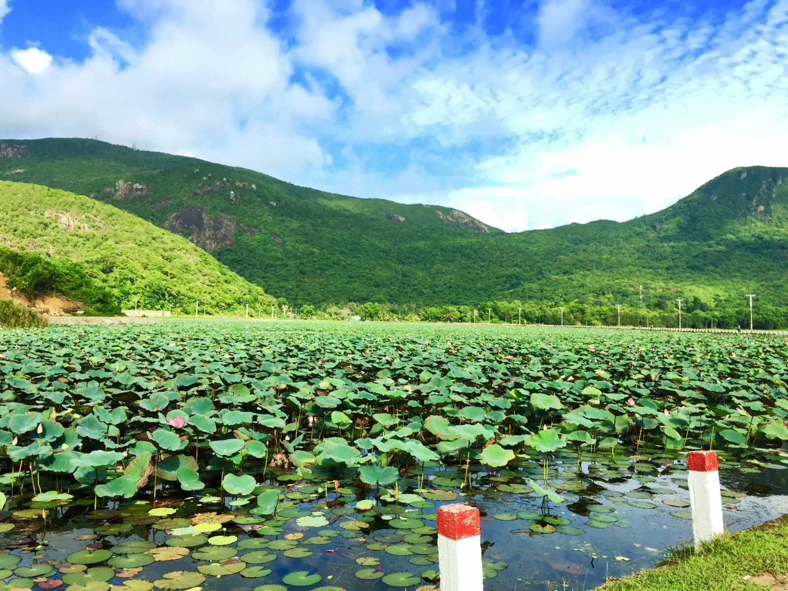 iPhone 6 Plus back camera 4.15mm f/2.2 sample photo. Lotus, lotus, lake photography