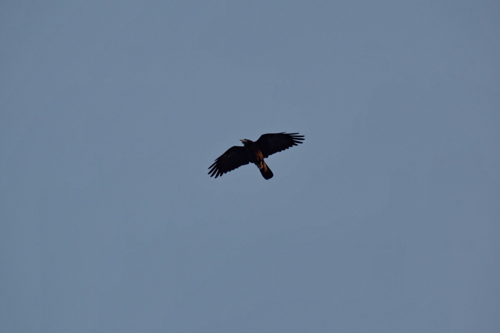 Nikon D5500 sample photo. Blue sky, crow, flying photography