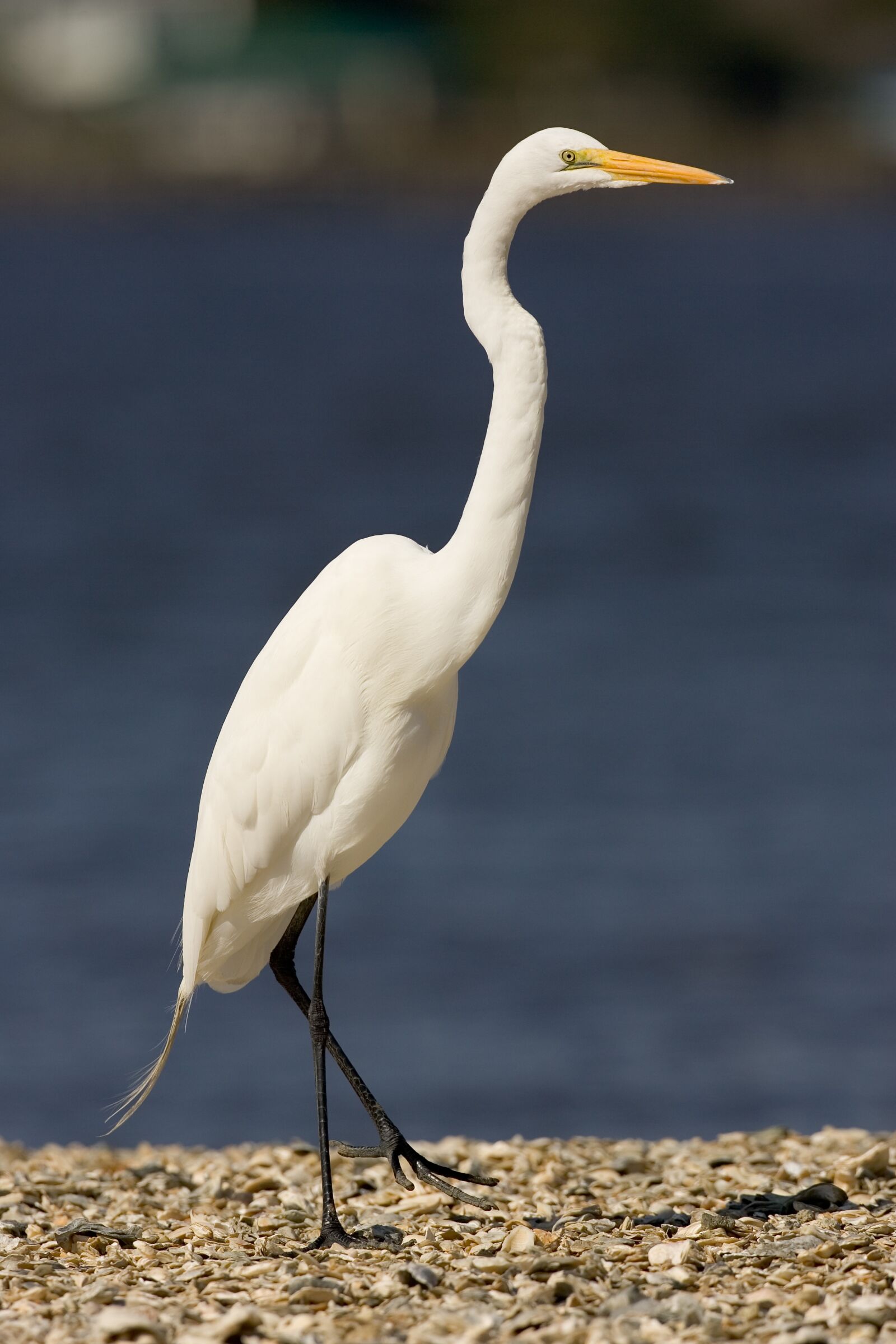 Canon EOS-1D Mark II sample photo. Great egrets, bird, white photography
