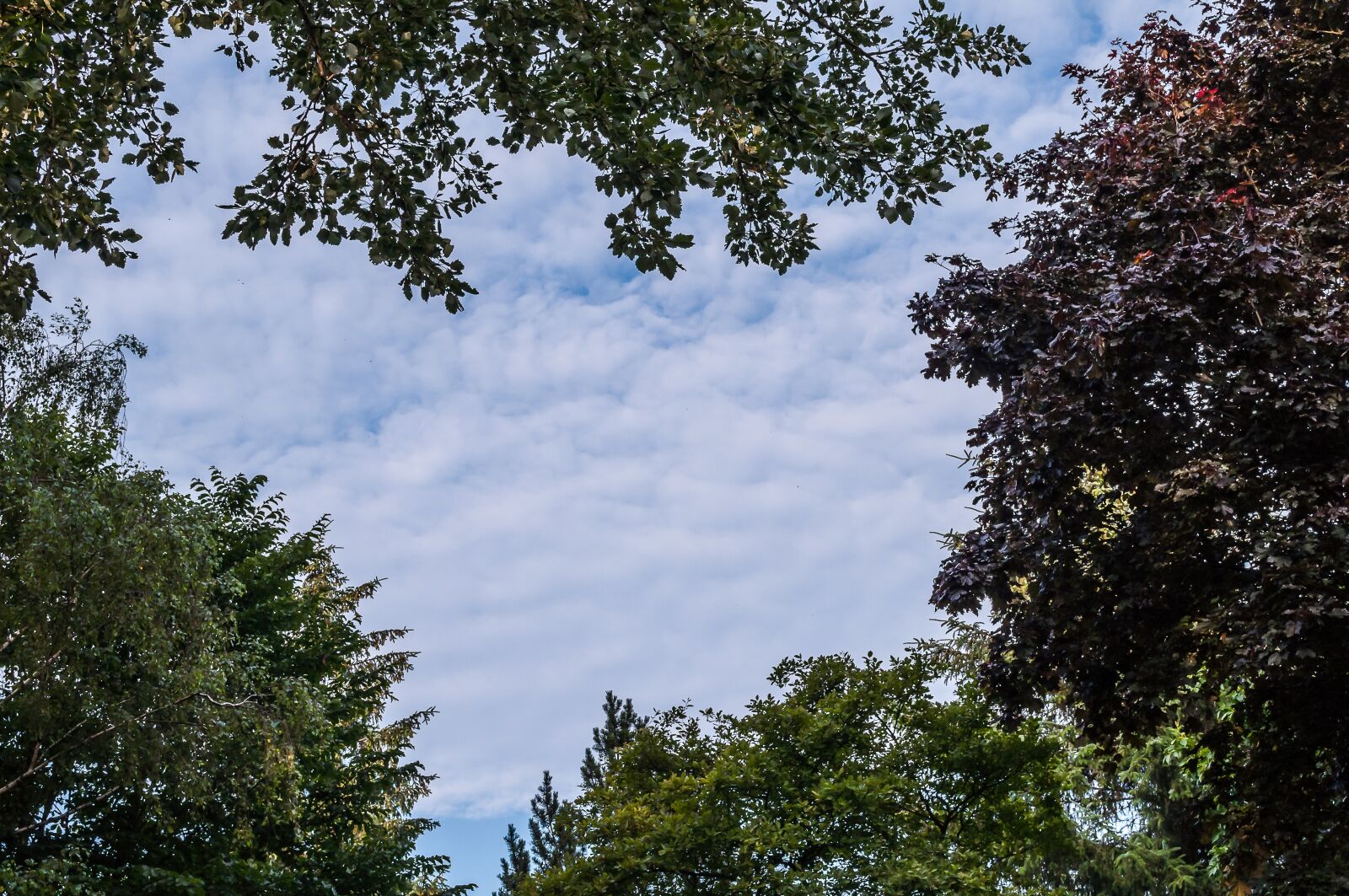 Nikon D90 sample photo. Trees, canopy, sky photography