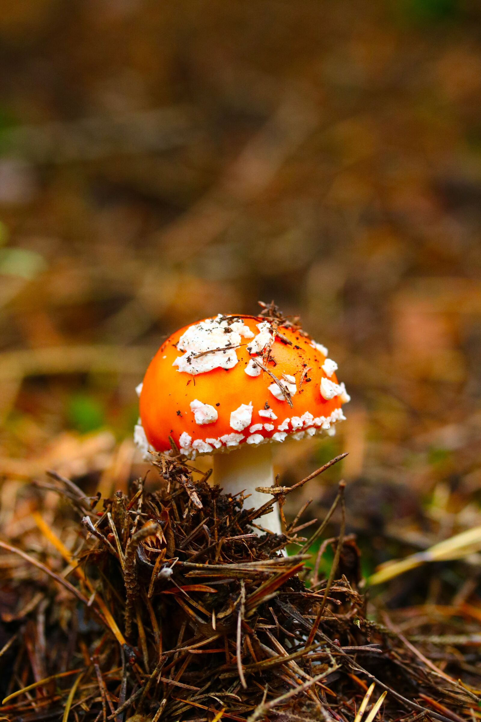 Canon EF-S 60mm F2.8 Macro USM sample photo. Forest, mushroom, fly agaric photography