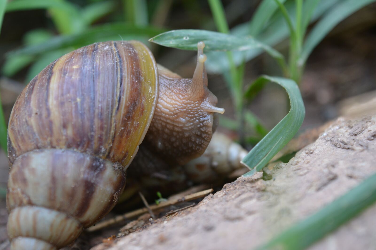 Nikon D5200 sample photo. Snail, clams, ramble photography