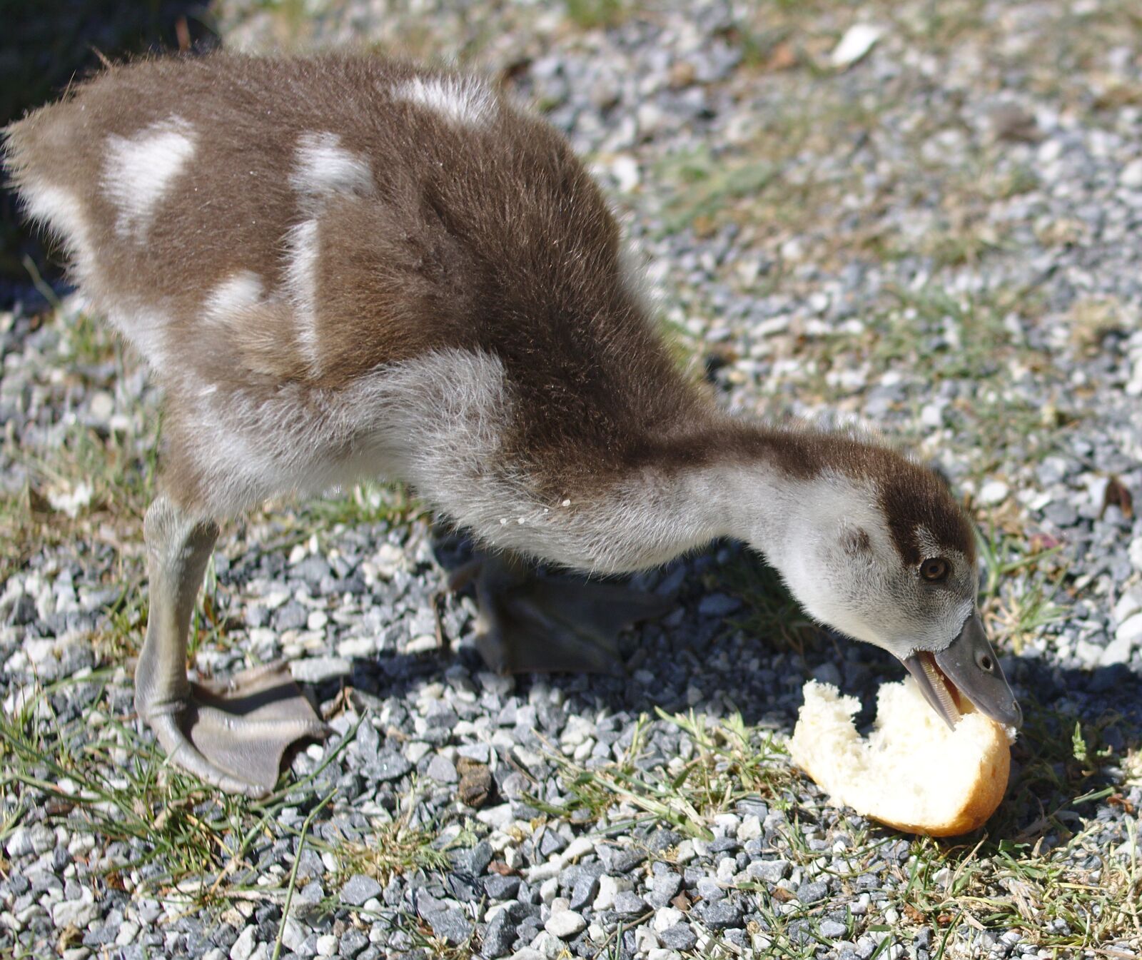 Canon EOS 750D (EOS Rebel T6i / EOS Kiss X8i) sample photo. Goose, chicks, bird photography