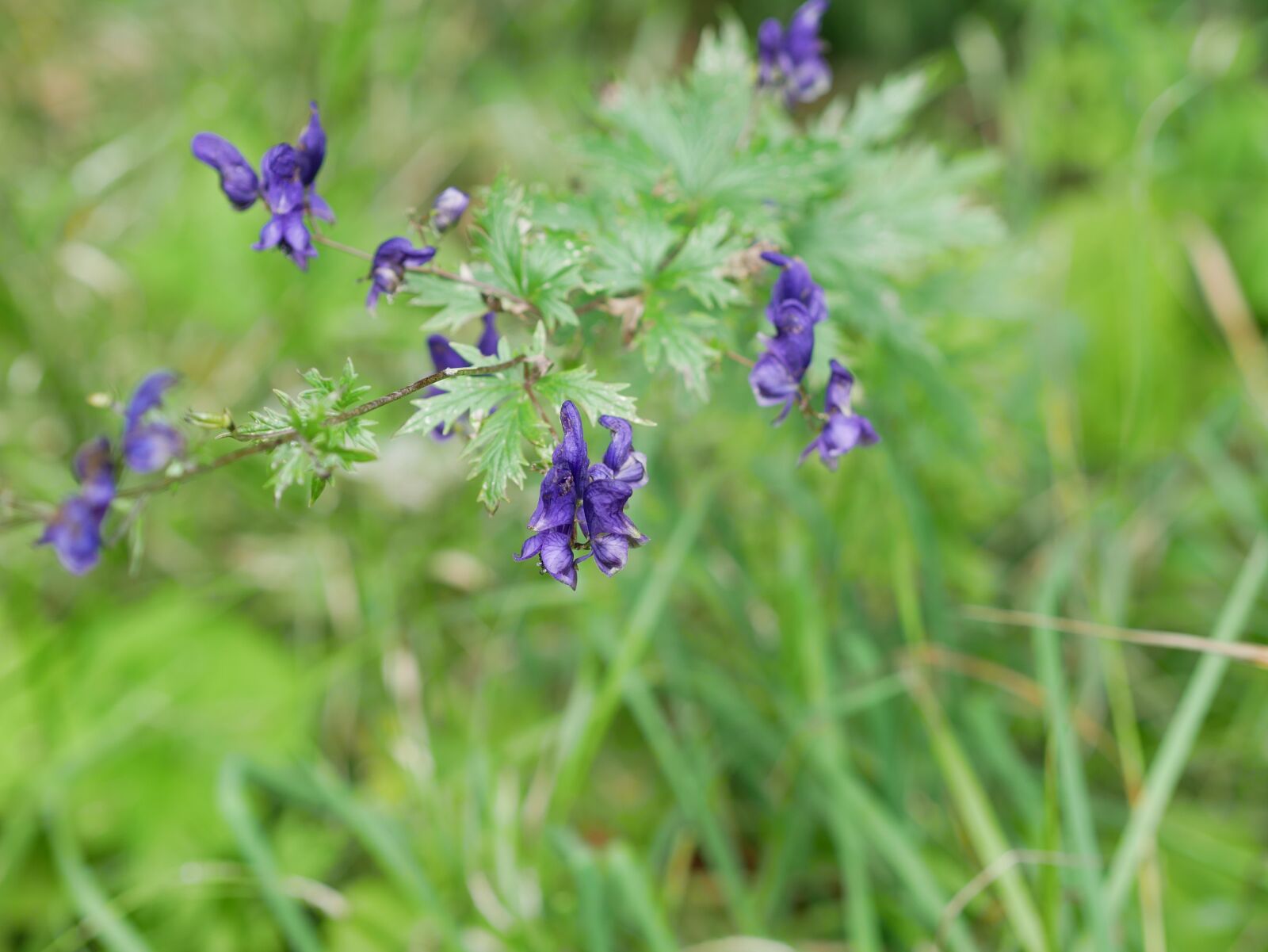 Panasonic Lumix DMC-GX85 (Lumix DMC-GX80 / Lumix DMC-GX7 Mark II) sample photo. Flower, purple, green photography