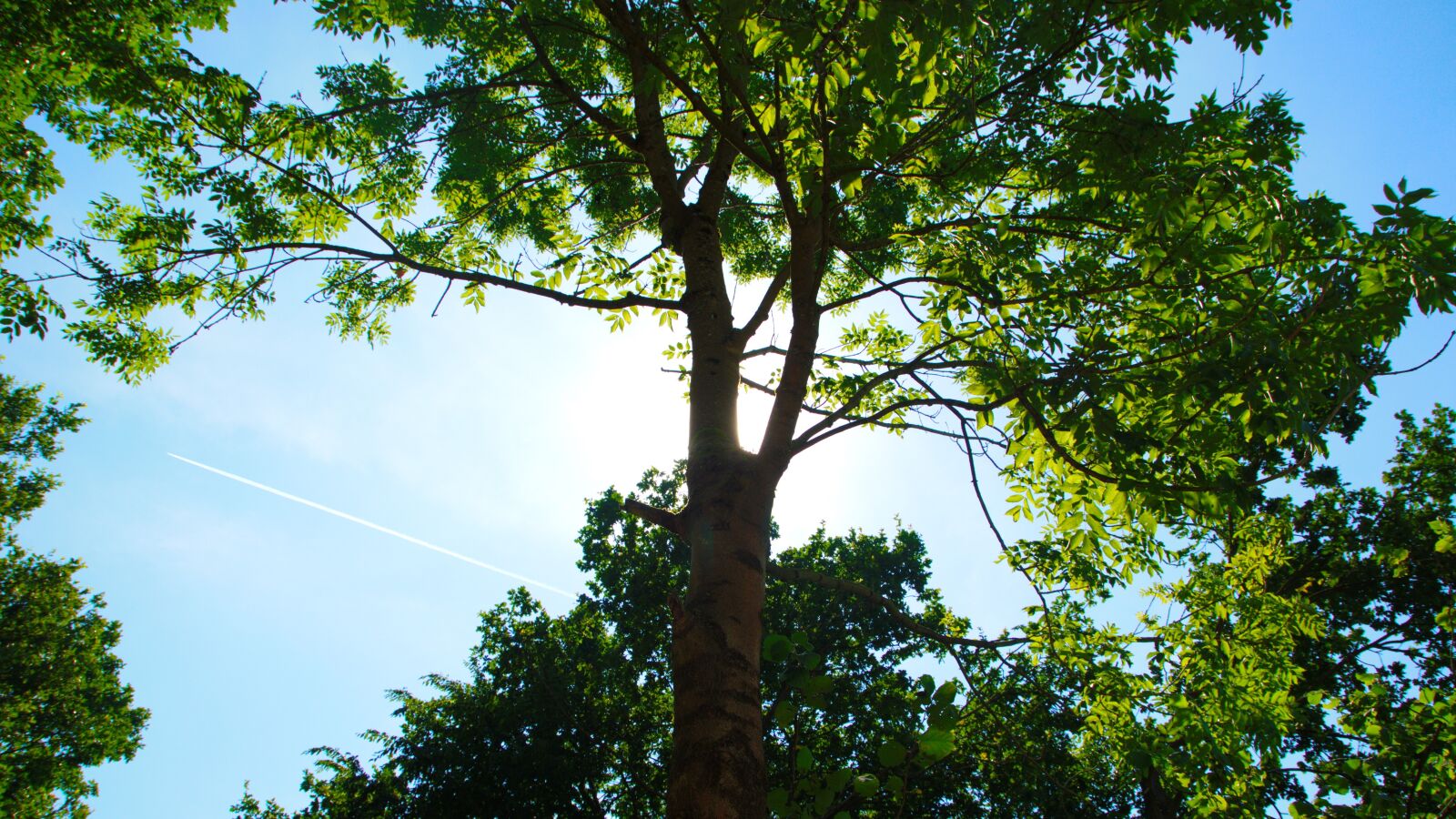 Nikon D5100 sample photo. Sun, tree, sky photography