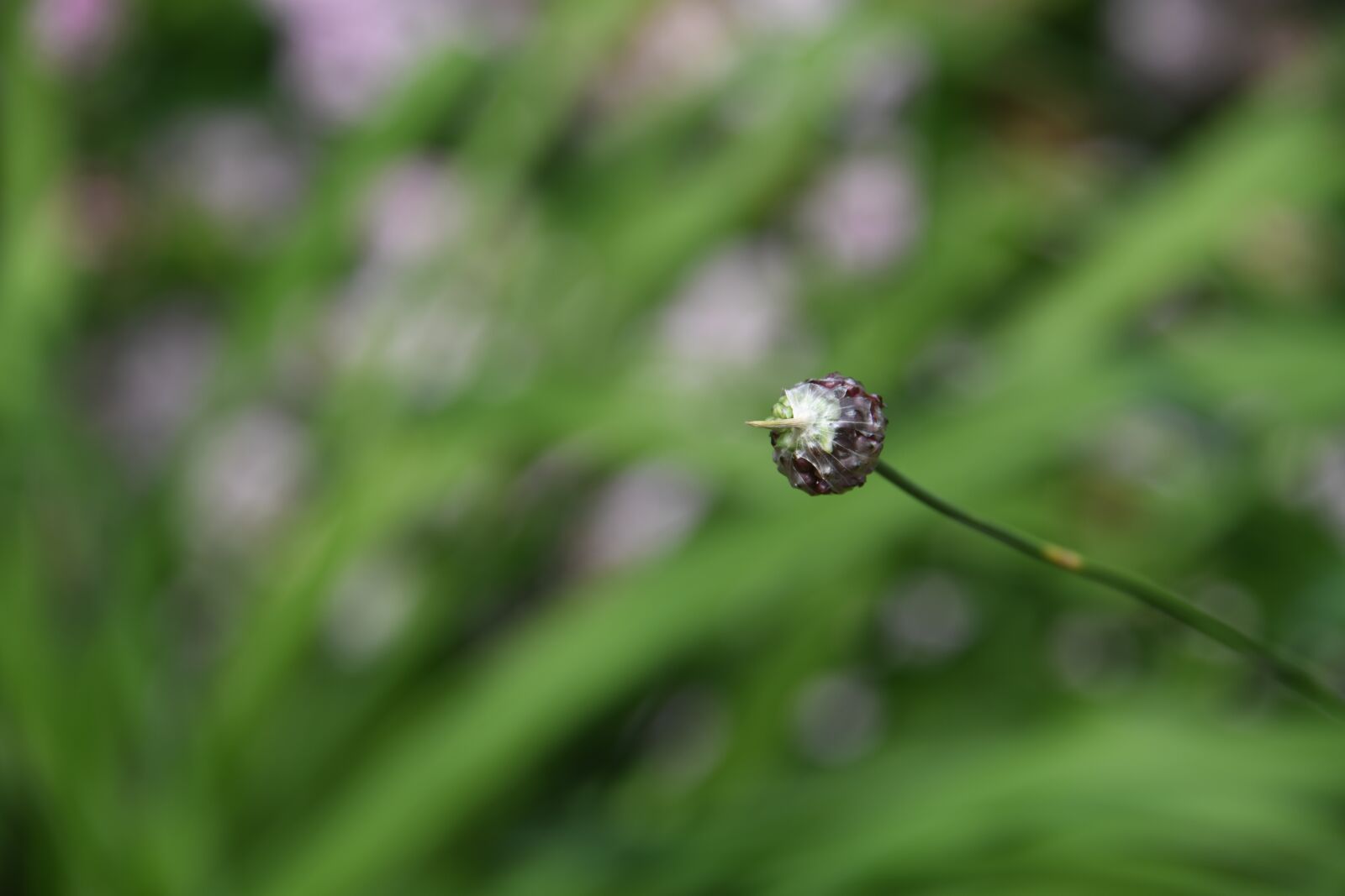Nikon D850 sample photo. Flower, seed, bloom photography