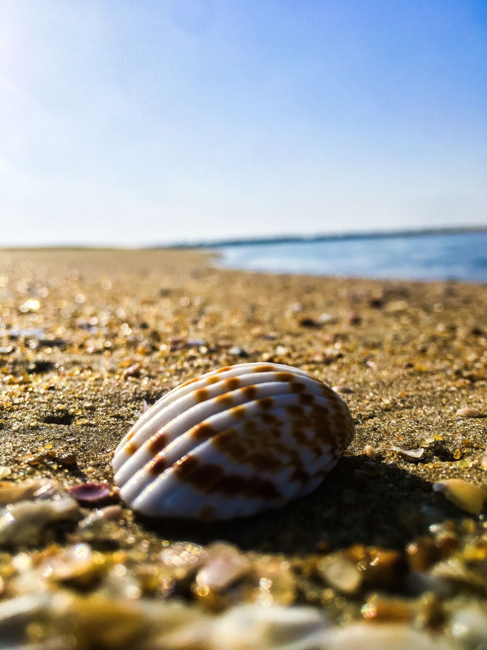 iPhone SE back camera 4.15mm f/2.2 sample photo. Background, beach, beautiful photography