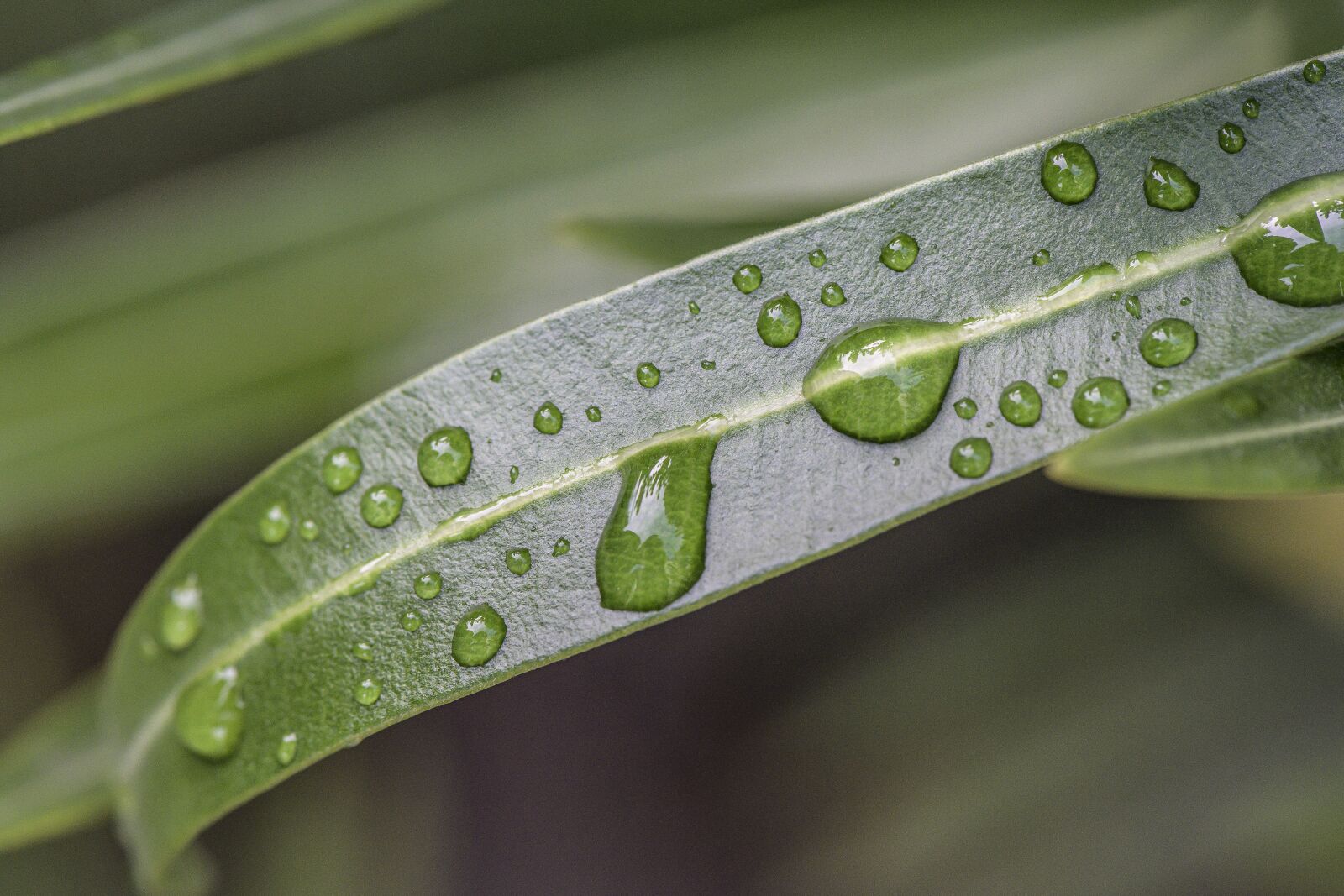 Nikon Z7 sample photo. Drop of water, leaf photography