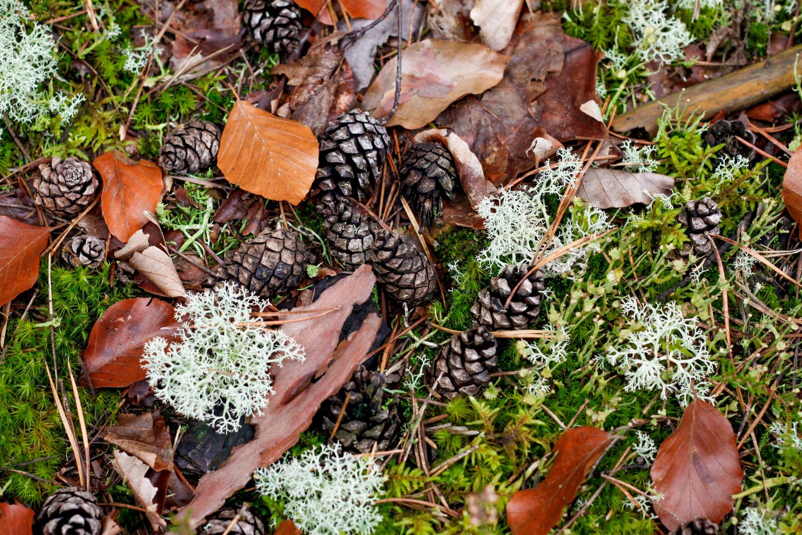 Canon EOS 500D (EOS Rebel T1i / EOS Kiss X3) sample photo. Pine cones, fall foliage photography