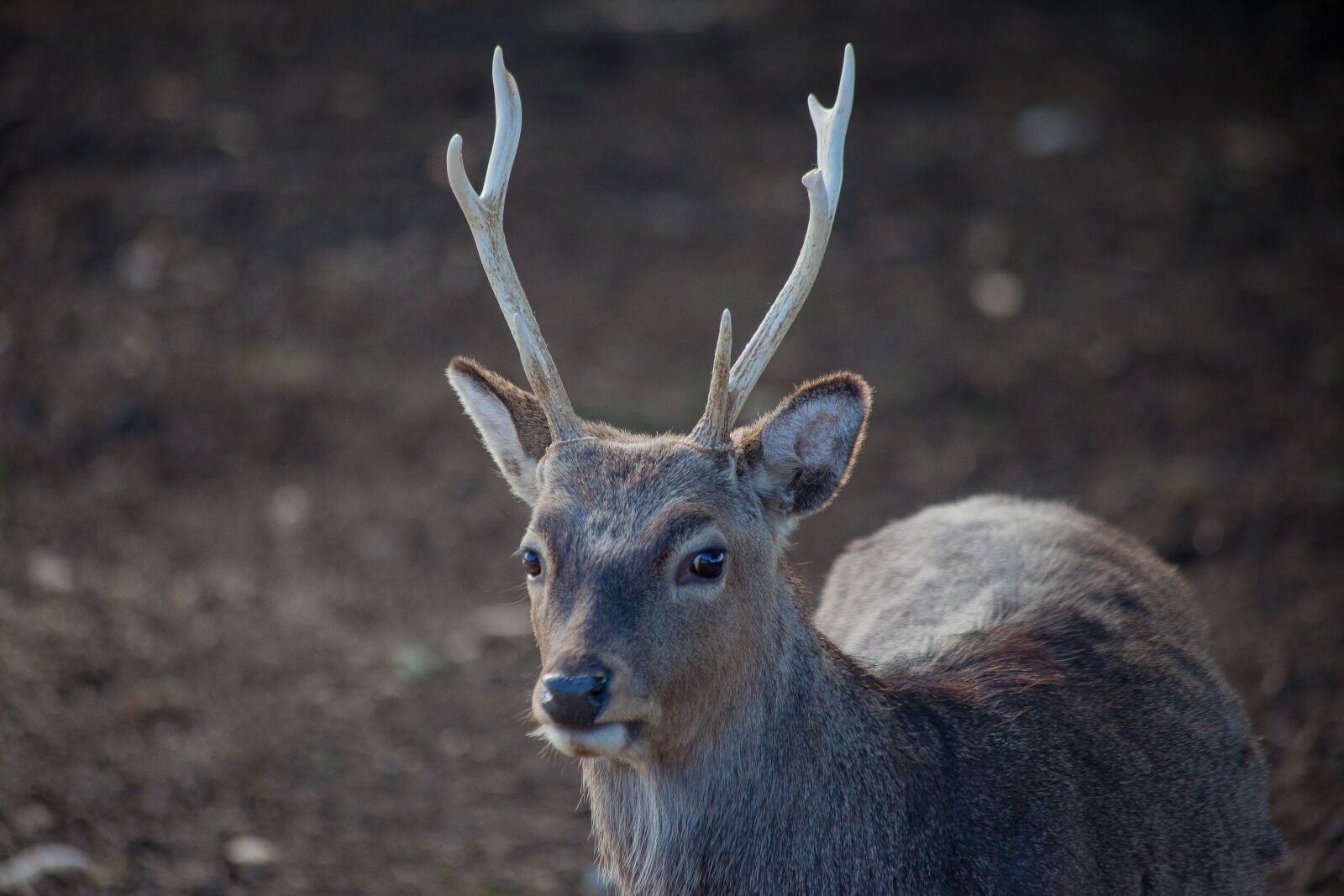 Canon EOS 5D Mark II sample photo. Antler, roe deer, hirsch photography