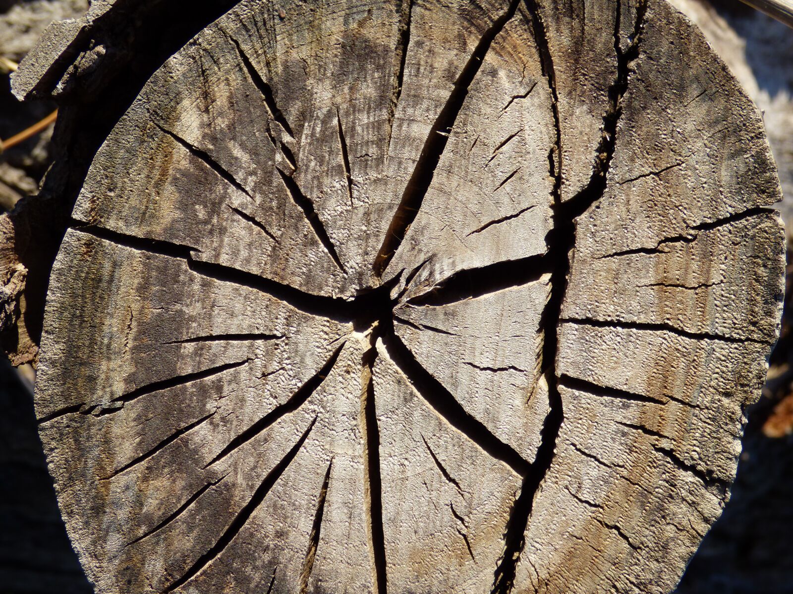 Panasonic Lumix DMC-FZ70 sample photo. Trunk, wood, cracks photography