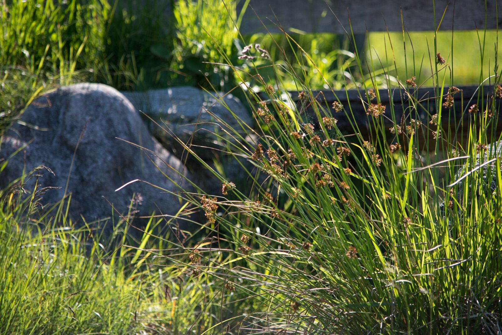 Nikon D7100 sample photo. Nature, grasses, meadow photography