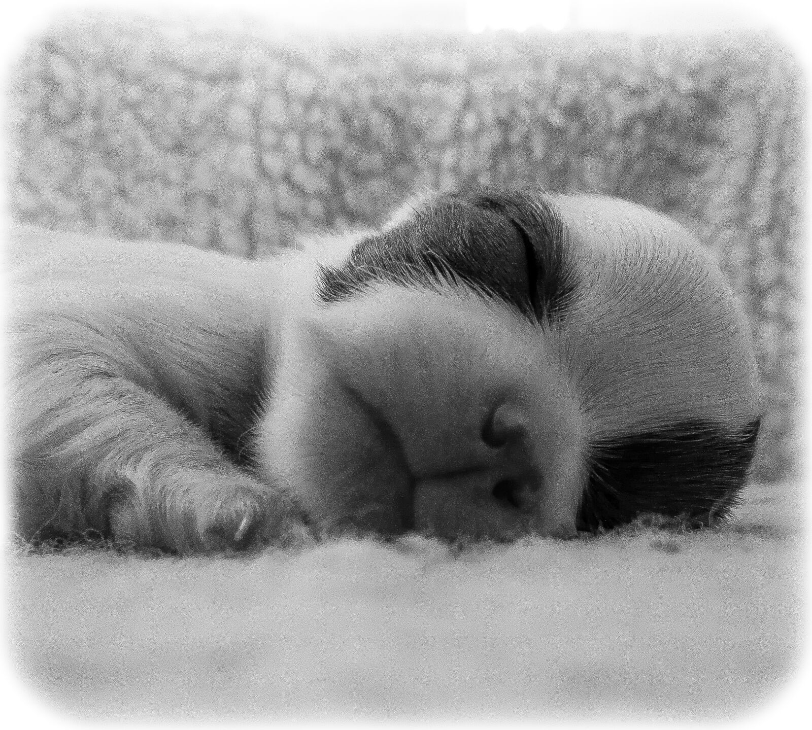 HUAWEI P8 sample photo. Adorable, cute, dog, puppy photography