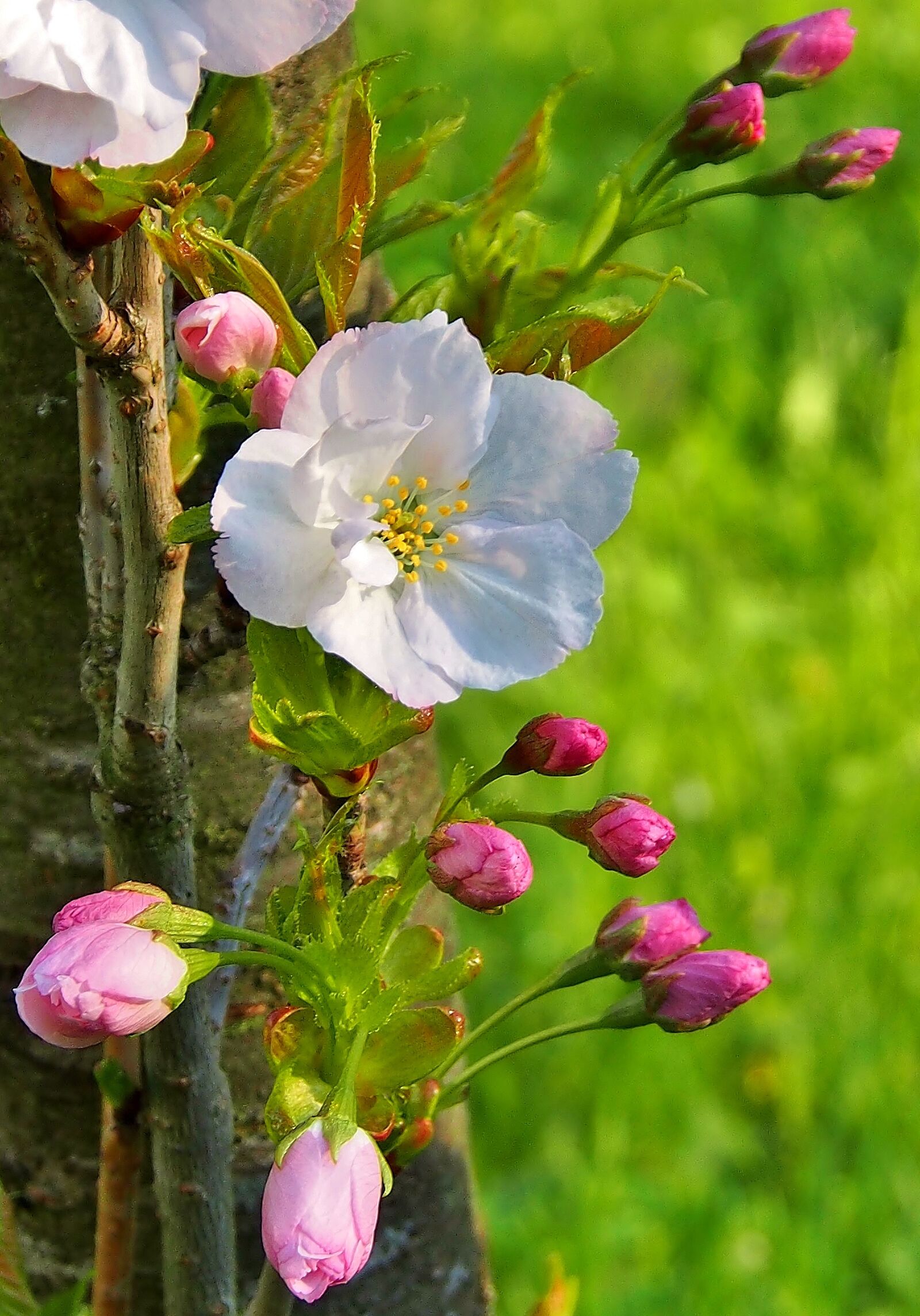 Olympus OM-D E-M5 sample photo. Flower, nature, plant photography