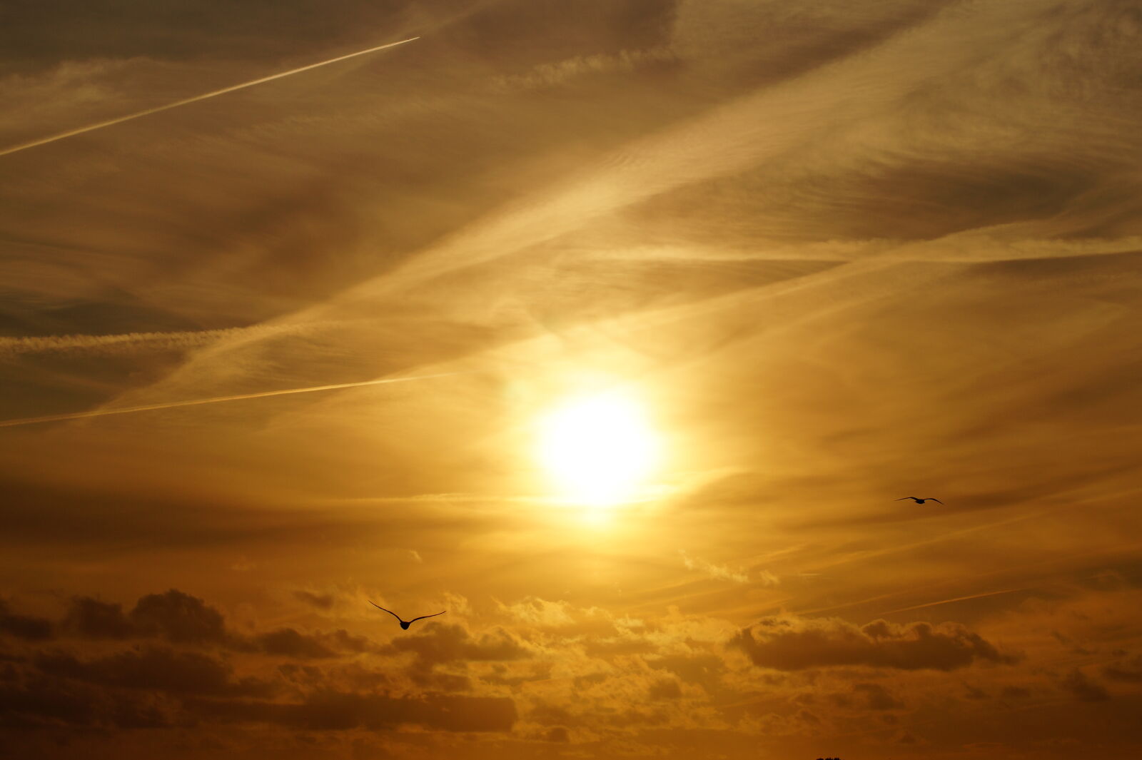 Sony SLT-A58 sample photo. Atmosphere, birds, cloud, clouds photography