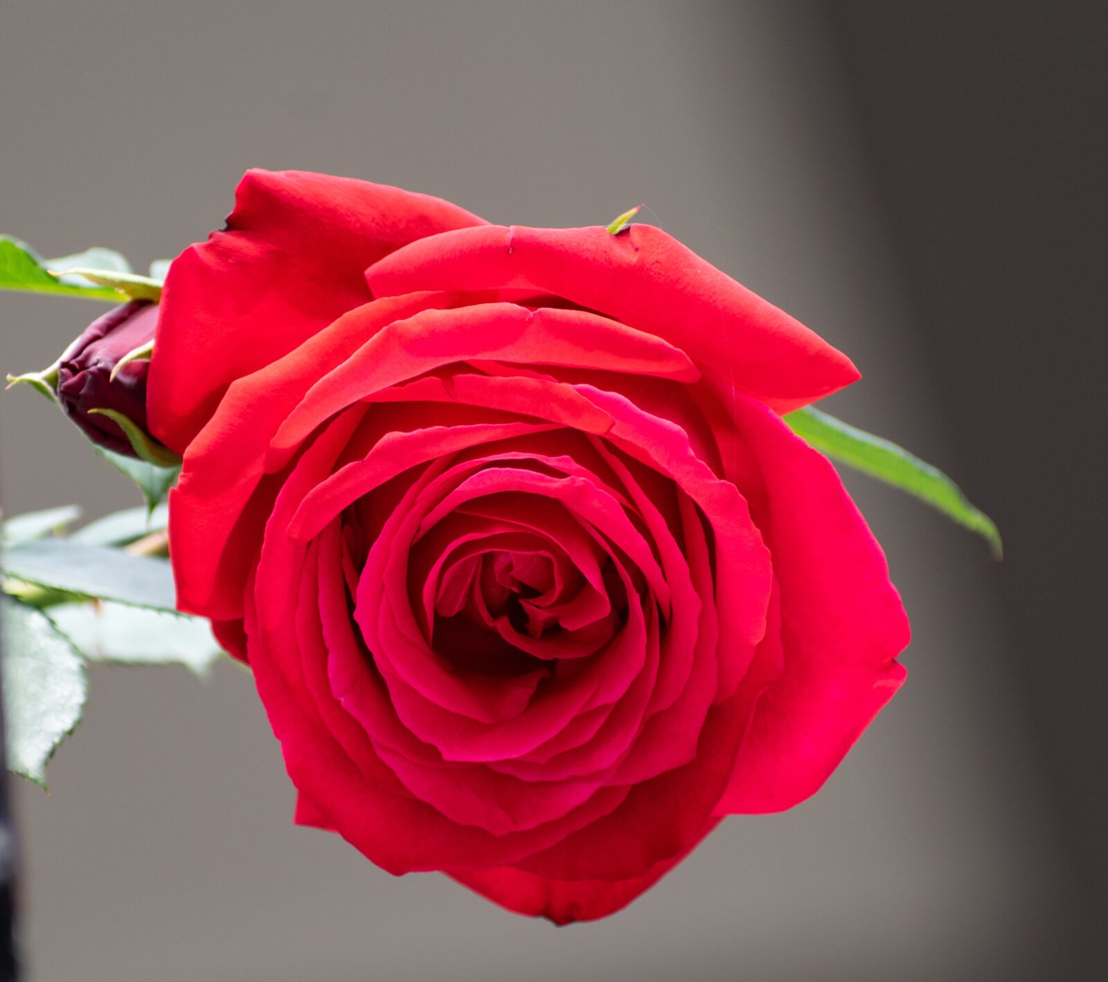 Nikon D3300 sample photo. Red rose, flower, red photography
