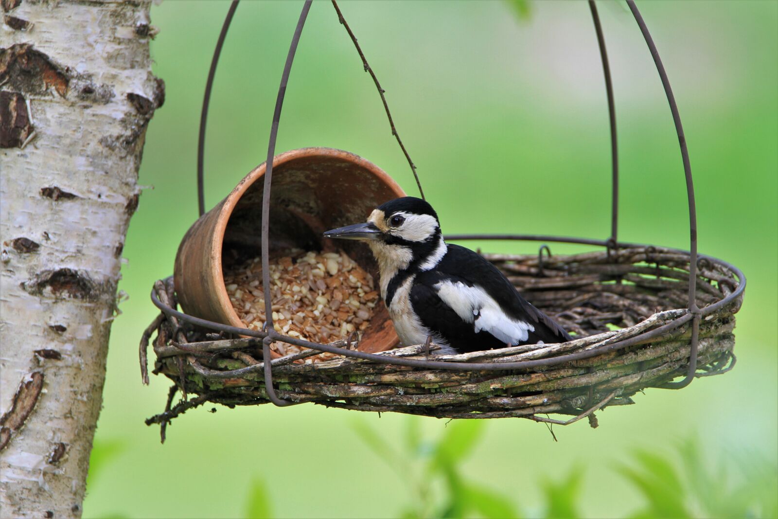 Canon EOS 7D sample photo. Great spotted woodpecker, female photography