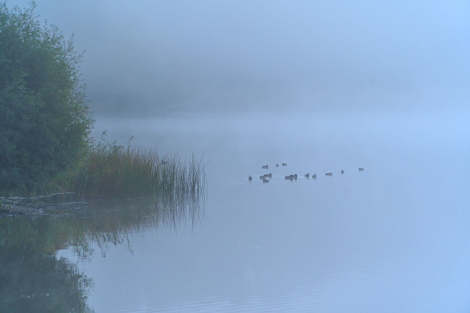 Sony a7 III + Sony FE 70-200mm F4 G OSS sample photo. Fog, autumn, mourning photography