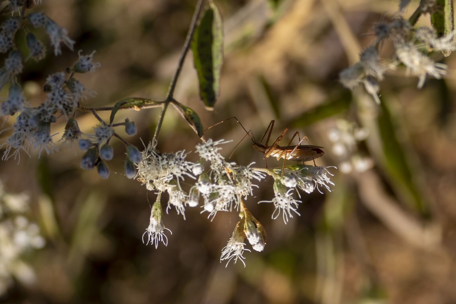 Panasonic Lumix DMC-FZ1000 sample photo. Insect, bug, flowers photography