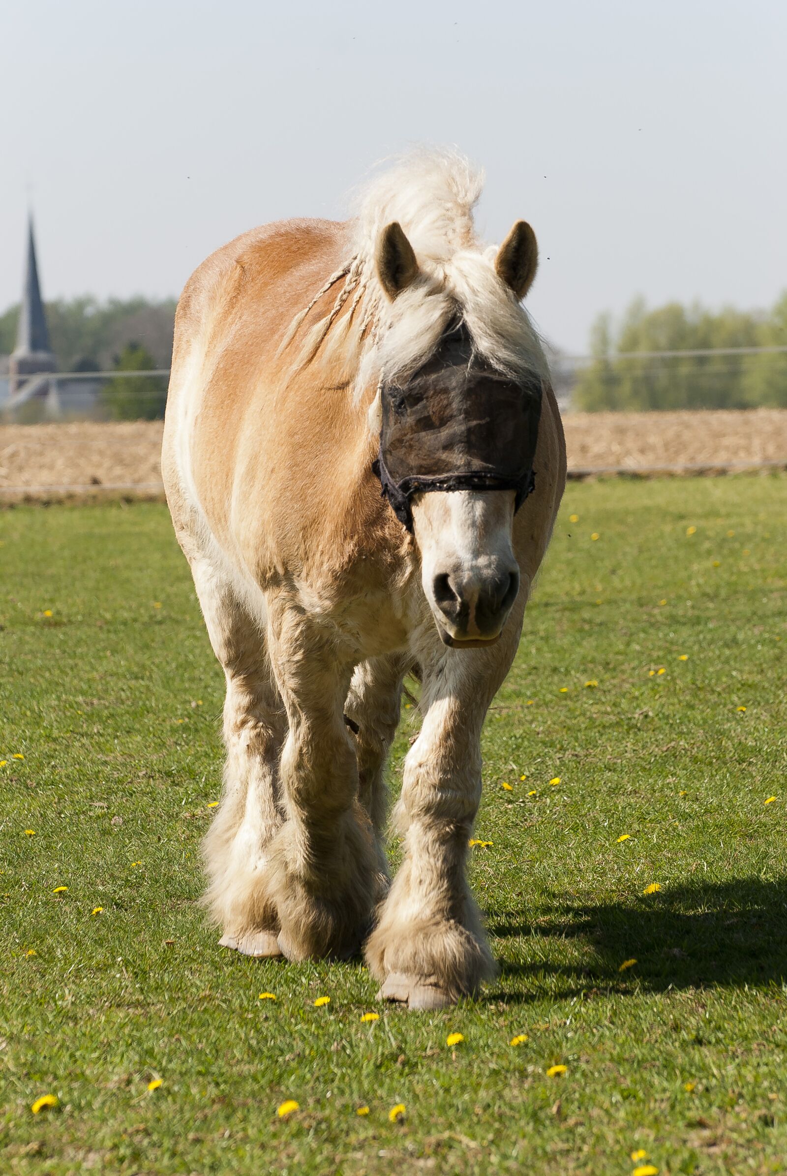 Nikon D80 sample photo. Draft horse, animal, horse photography
