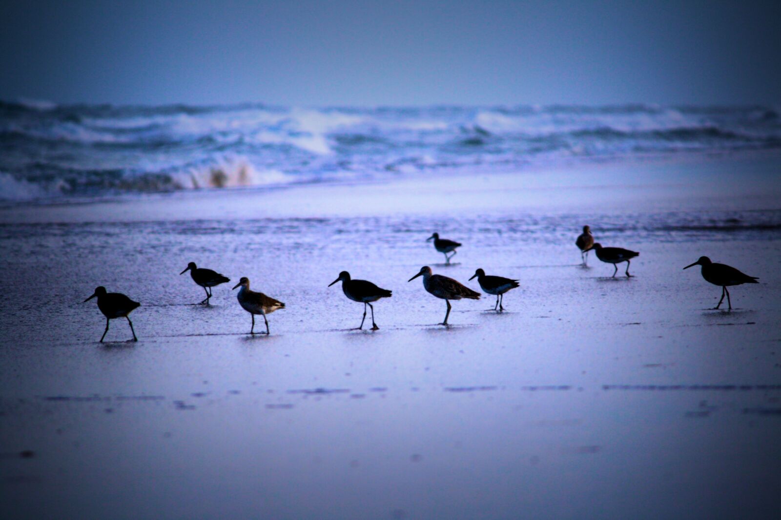 Canon EOS 1000D (EOS Digital Rebel XS / EOS Kiss F) sample photo. Animal, beach, bird, ocean photography