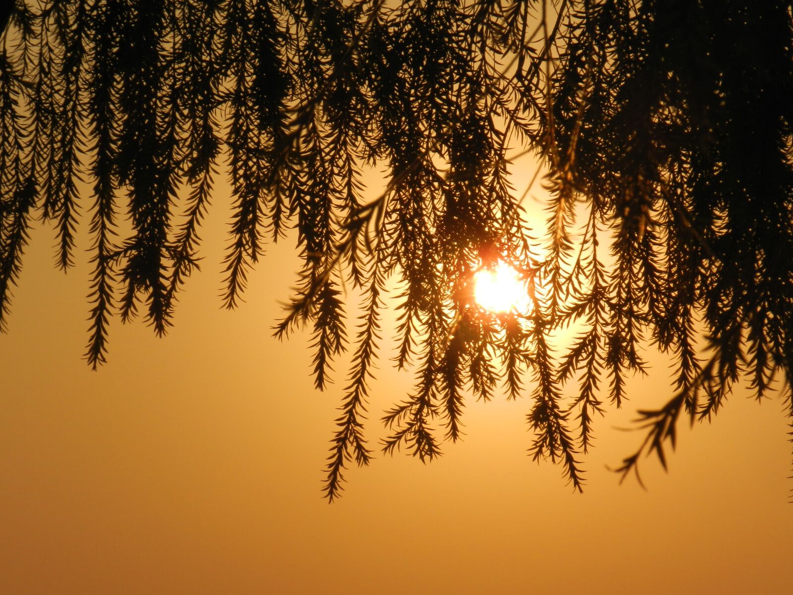 Nikon Coolpix P500 sample photo. Tree, leaves, silhouette photography