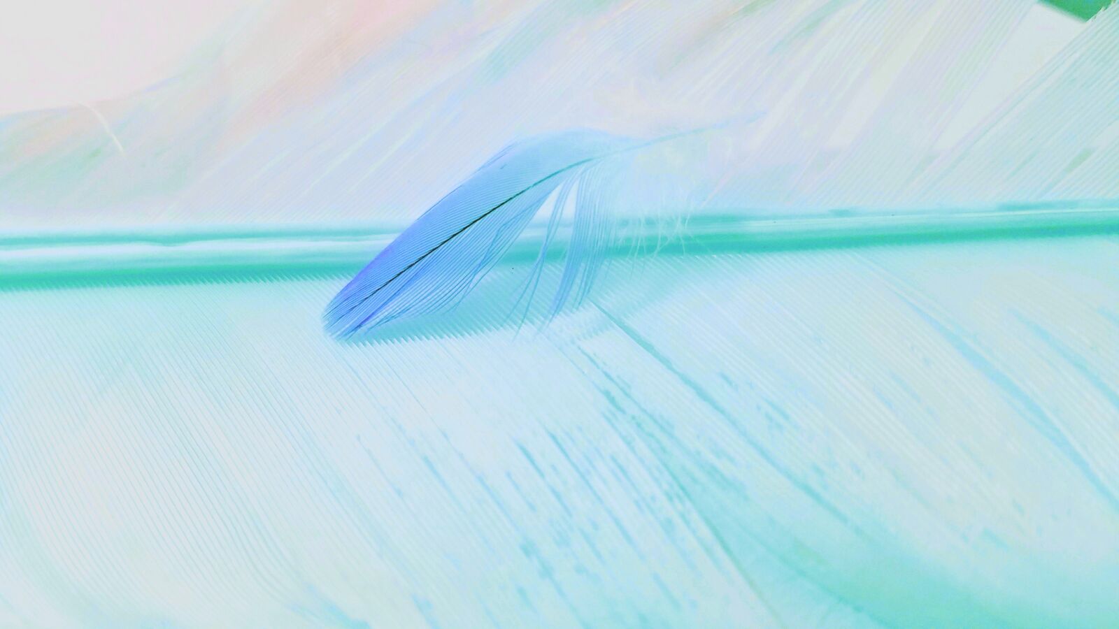Samsung Galaxy S7 sample photo. Abstract, desktop, nature photography