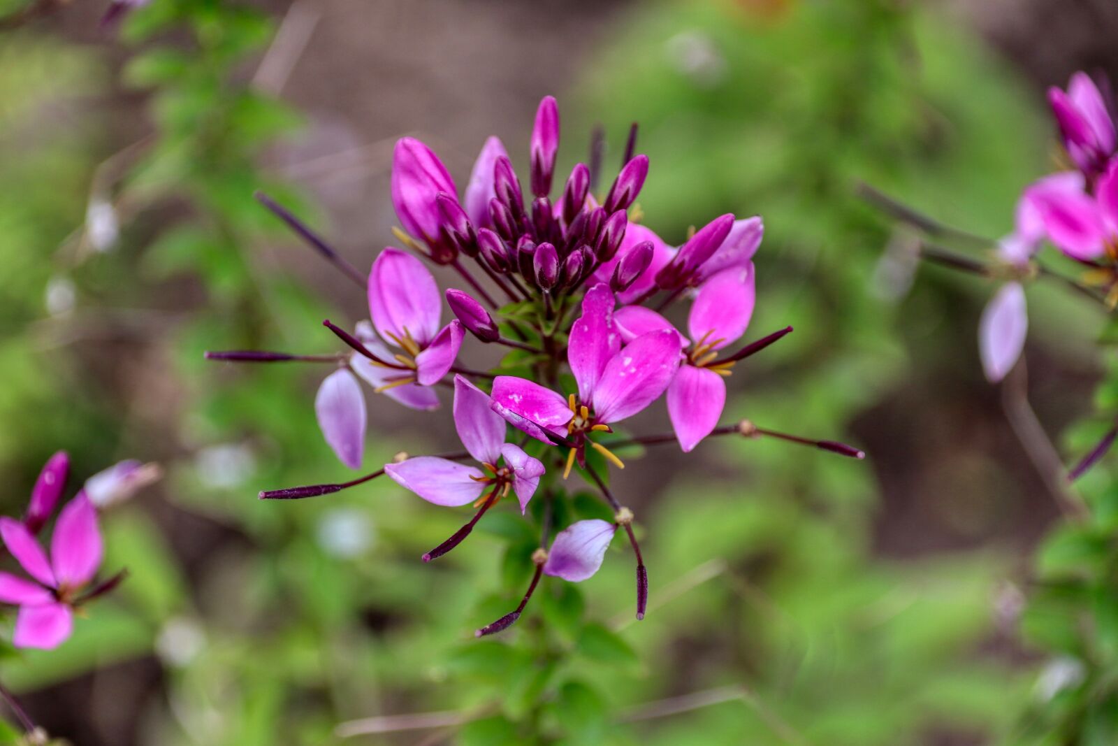 Canon EOS 80D sample photo. Flower, purple, blossom photography