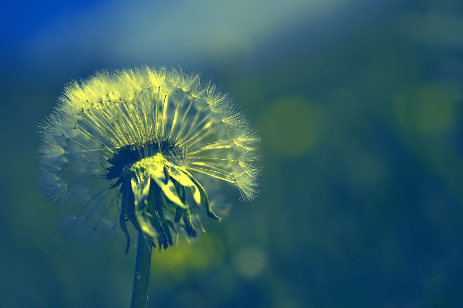 Nikon D3200 sample photo. Dandelion, ordinary, taraxacum photography