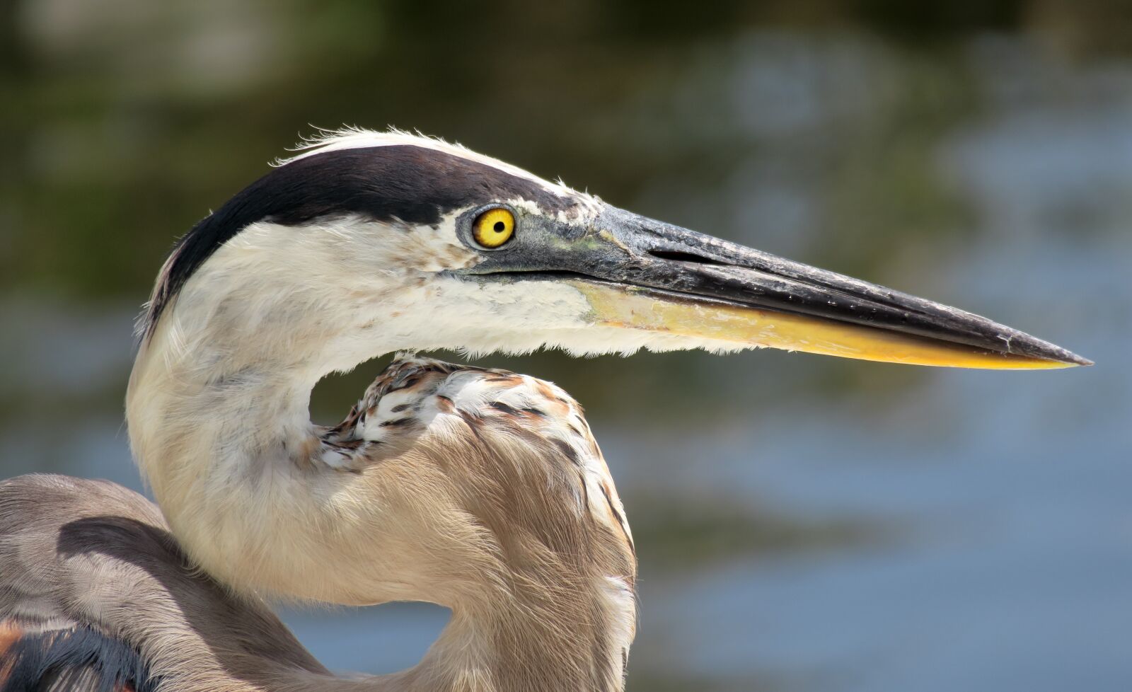 Canon PowerShot G3 X sample photo. Grey heron, heron, florida photography