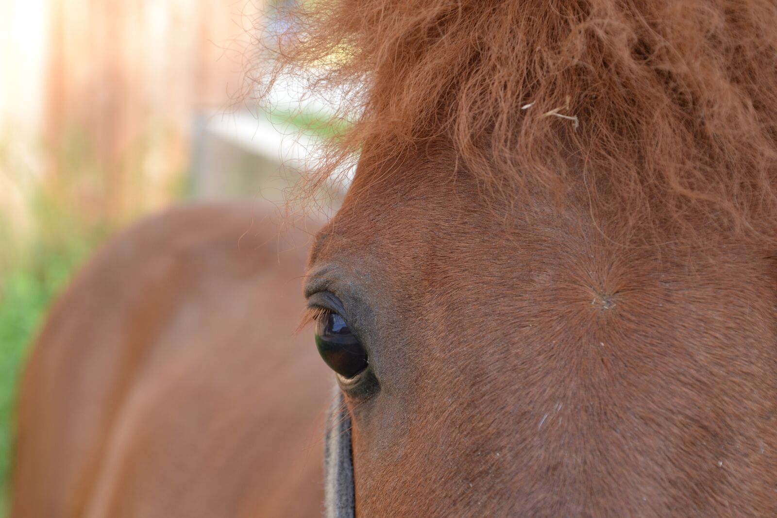 Nikon D3100 sample photo. Pony, horse, animal photography