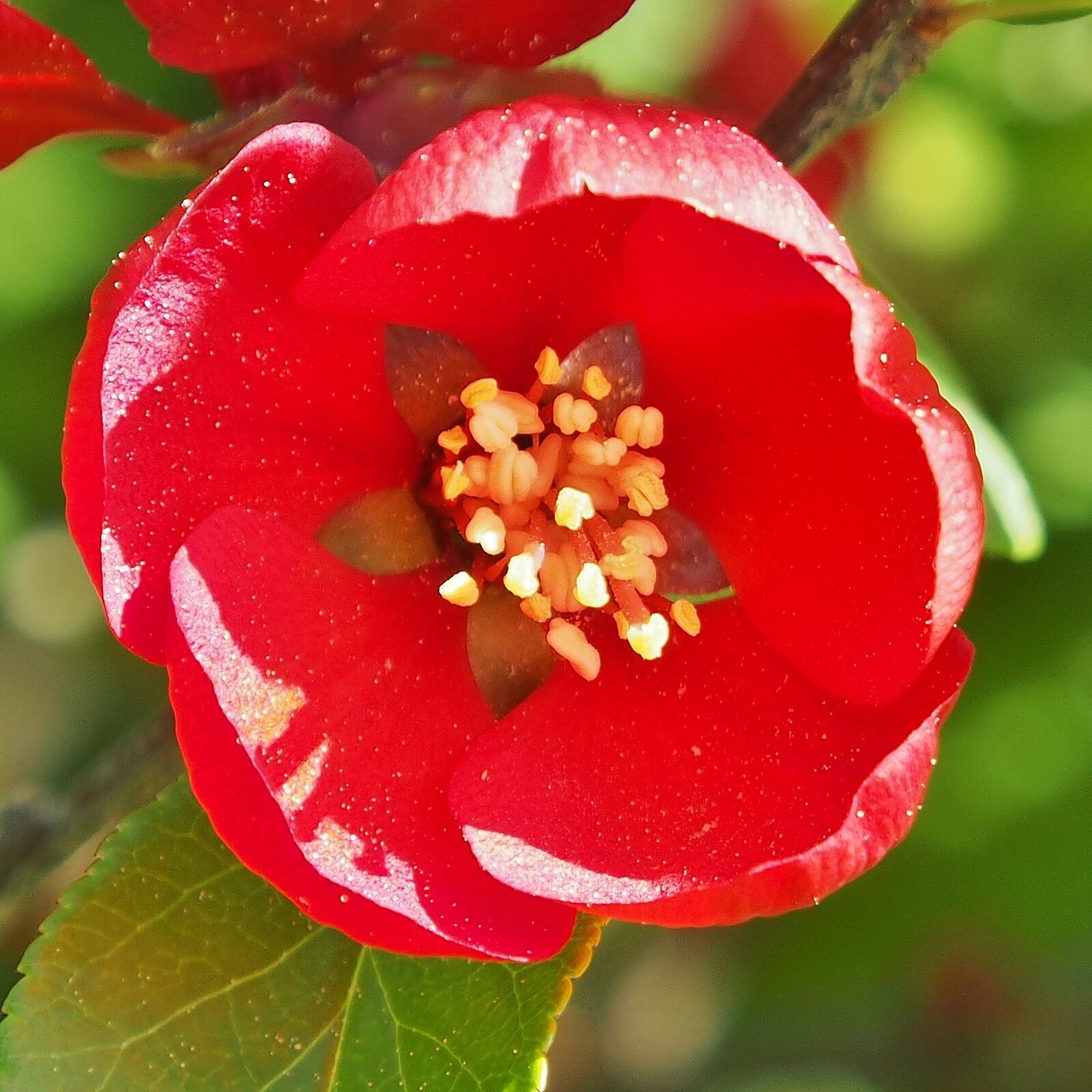 Olympus OM-D E-M5 sample photo. Japanese ornamental quince, chaenomeles photography