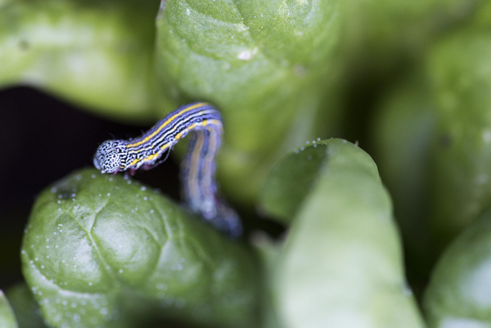 Canon EF 180mm F3.5L Macro USM sample photo. Caterpillar, insect, leaves photography