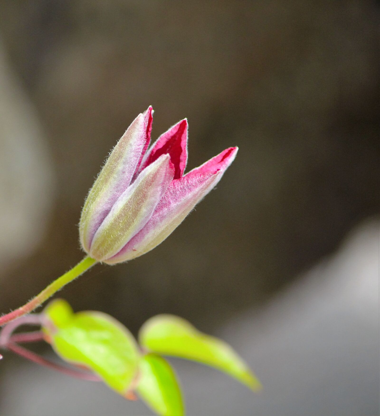 Canon EOS 550D (EOS Rebel T2i / EOS Kiss X4) sample photo. Blossoms freshman, sprout, flowers photography