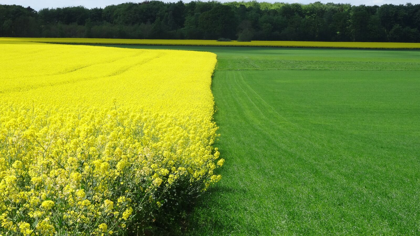 Sony Cyber-shot DSC-HX50V sample photo. Rapeseed field, grass field photography