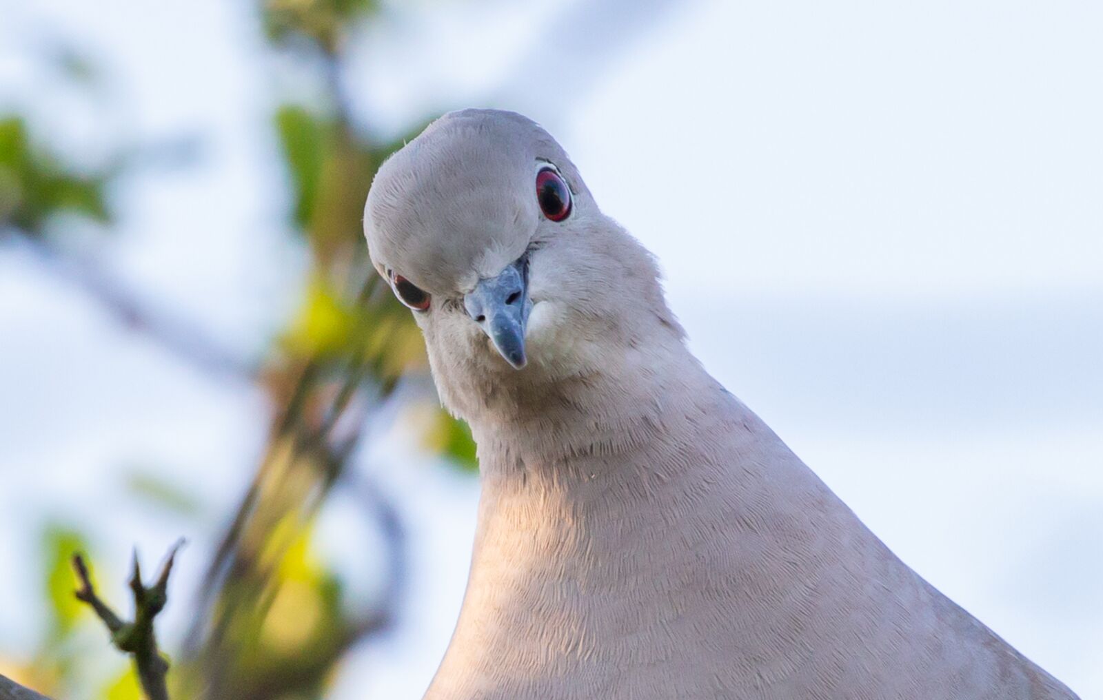 Canon EOS 5D Mark III sample photo. Collared dove, dove, pigeon photography