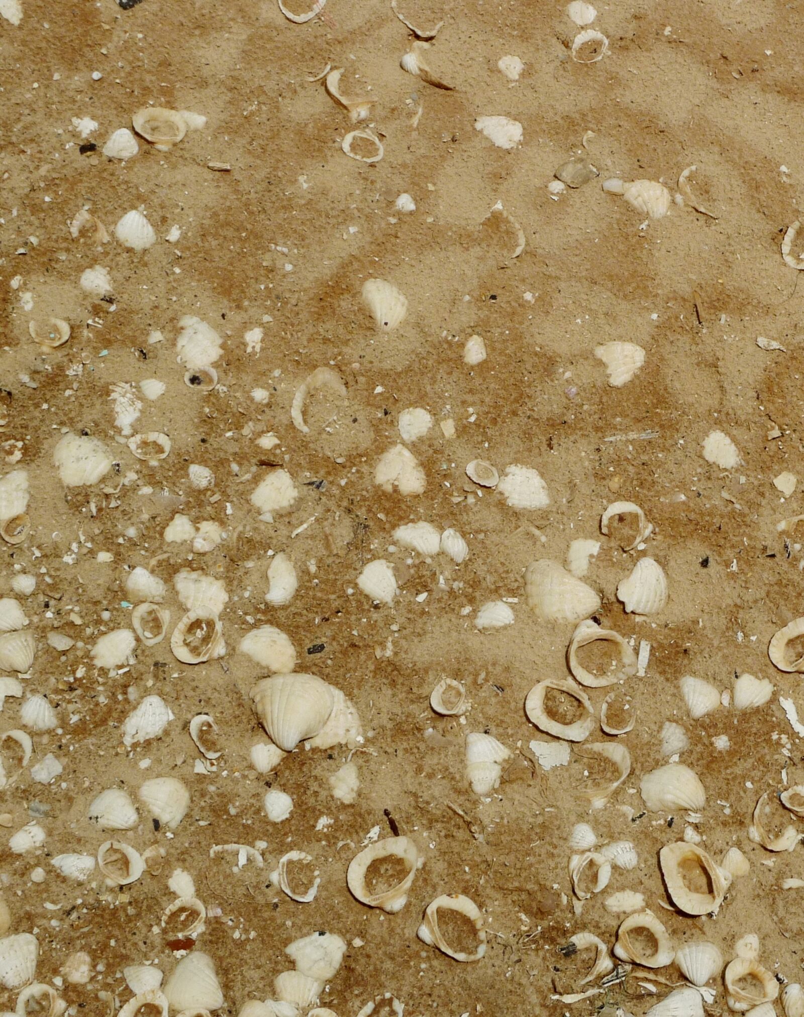 Panasonic Lumix DMC-LX3 sample photo. Shells, sand, beach photography