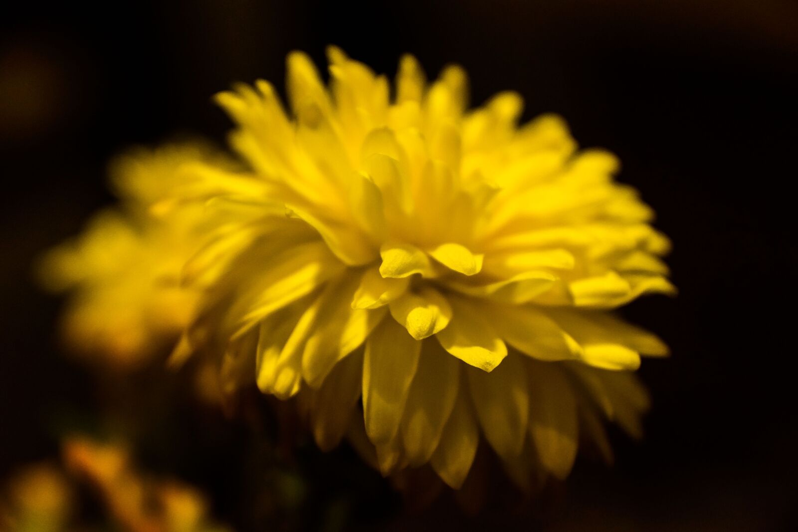 Nikon D5300 sample photo. Room flower, flower, yellow photography