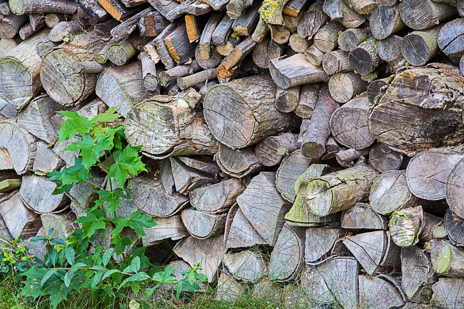 Canon EOS 5D Mark III sample photo. Wood, firewood, growing stock photography