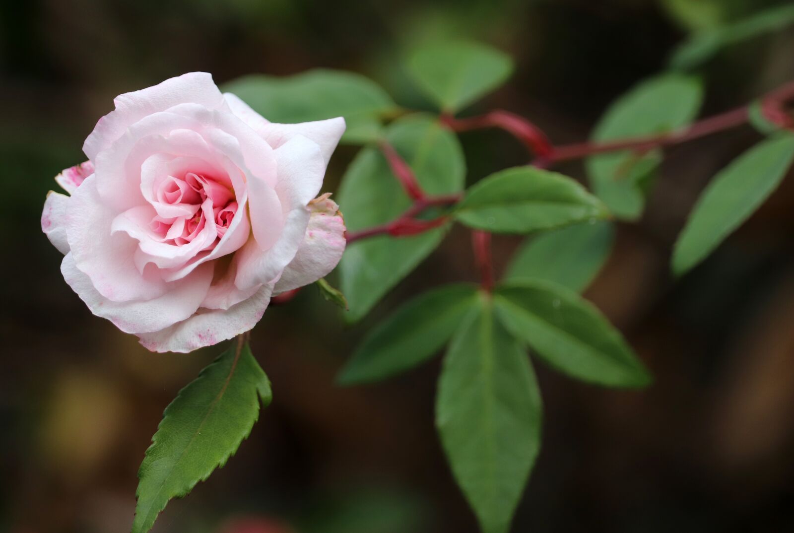 Canon EF-S 55-250mm F4-5.6 IS STM sample photo. Rose, pink, stem photography