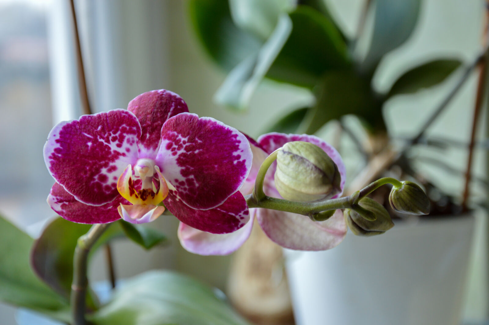 Nikon D3200 sample photo. Flower, greenery, phalaenopsis, purple photography