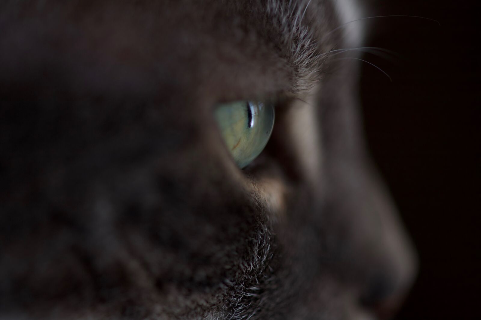 Canon EOS 6D Mark II sample photo. Cat, eye, domestic cat photography