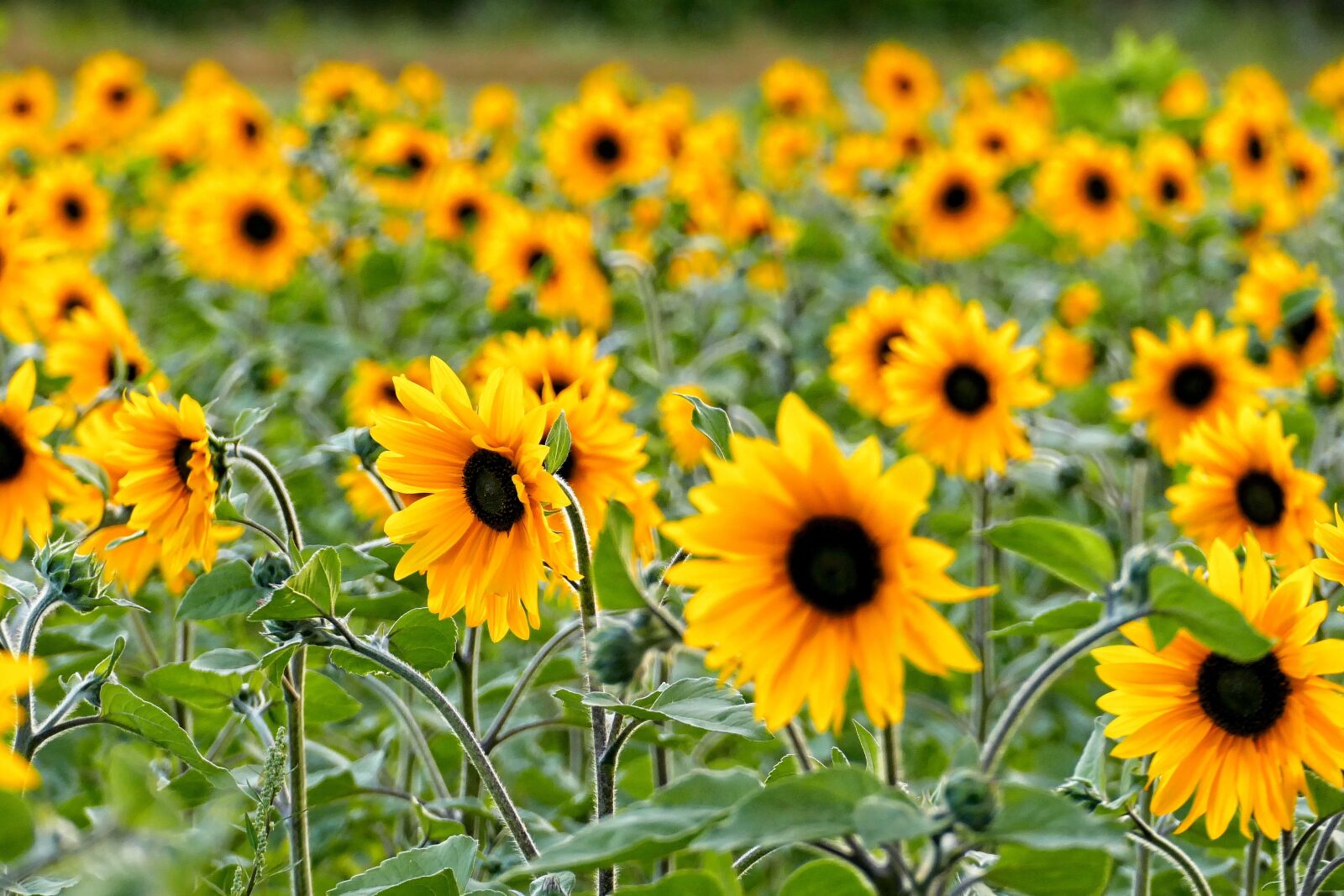 Panasonic Lumix DMC-FZ1000 sample photo. Sunflower, sunflowers, flowers photography