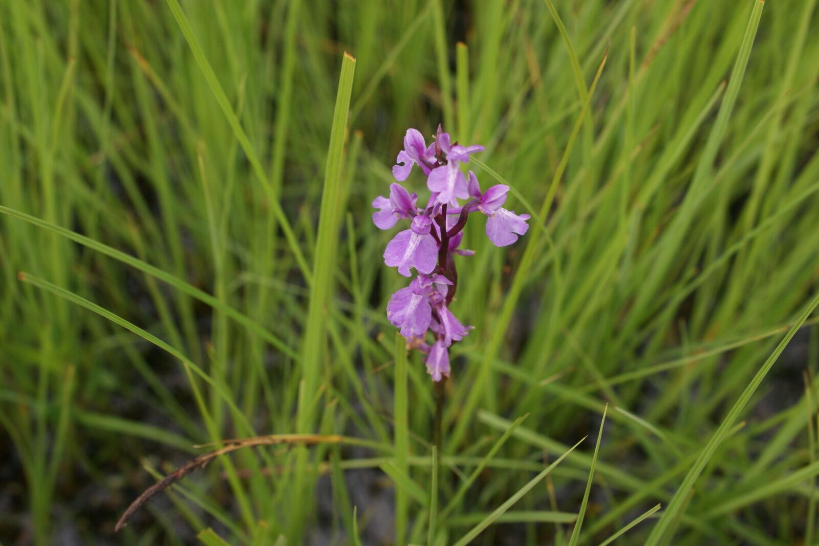 Sony Alpha DSLR-A350 sample photo. Swamp orchid, orchid, wild photography