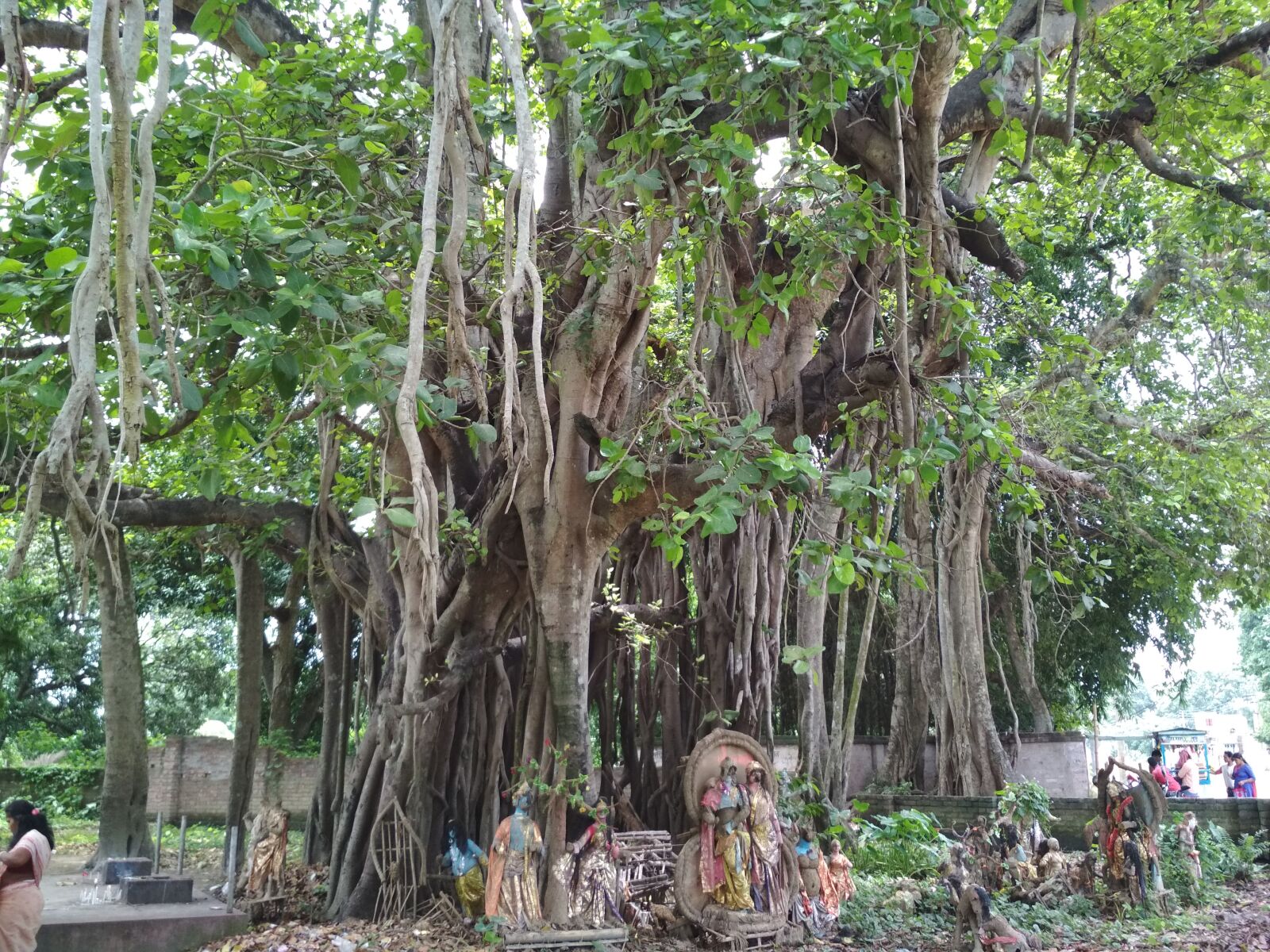Xiaomi Redmi 4 Pro sample photo. The, great, banyan, of photography