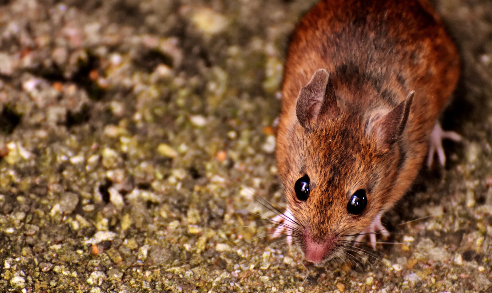 Nikon D7200 sample photo. Wood mouse, nager, cute photography