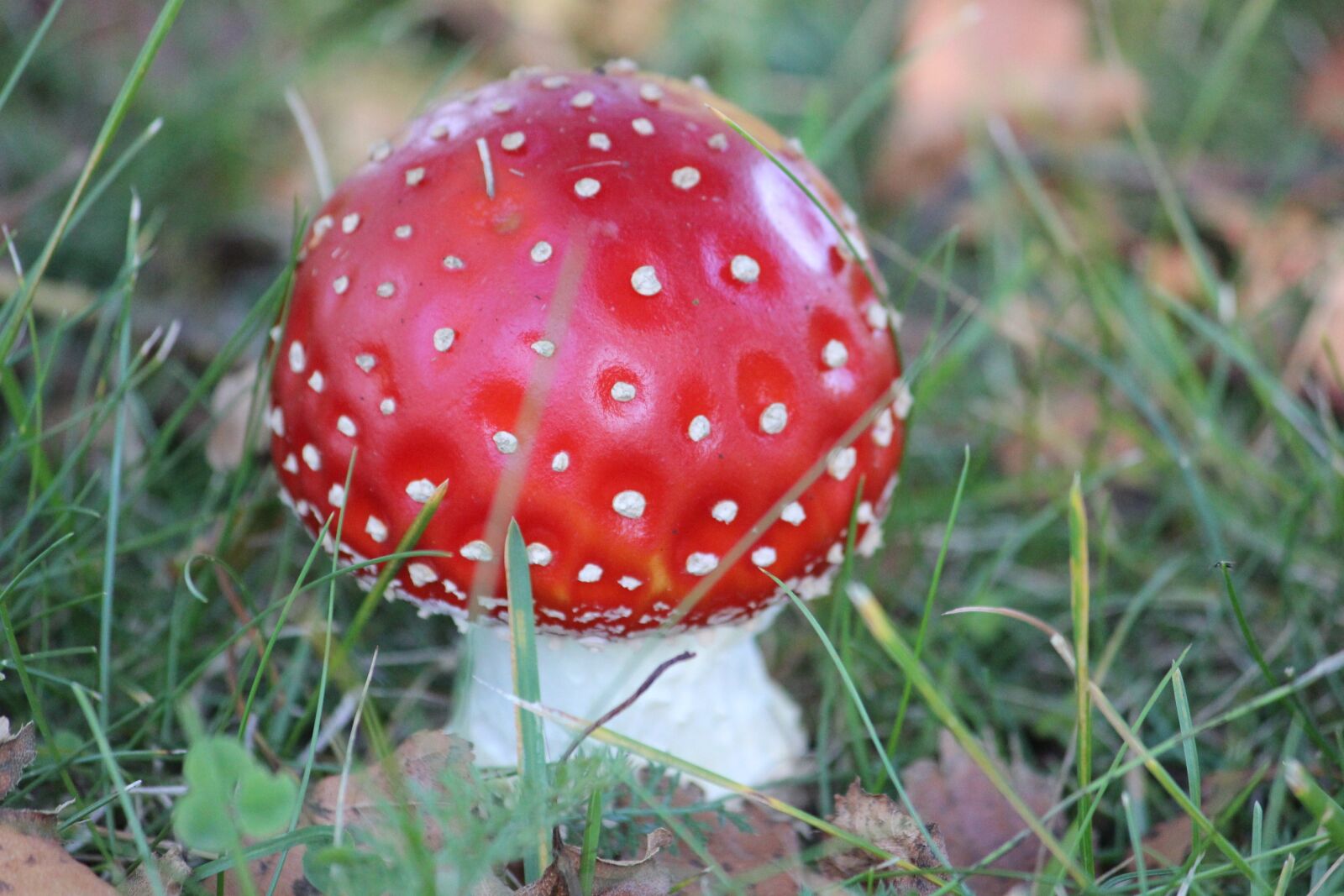 Canon EOS 600D (Rebel EOS T3i / EOS Kiss X5) sample photo. Fly agaric, rotk ppchen photography