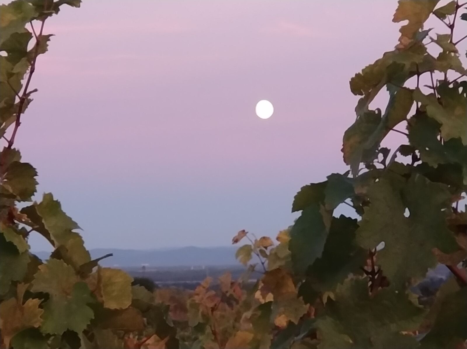 Xiaomi Mi Note 3 sample photo. Wine, vines, moon photography